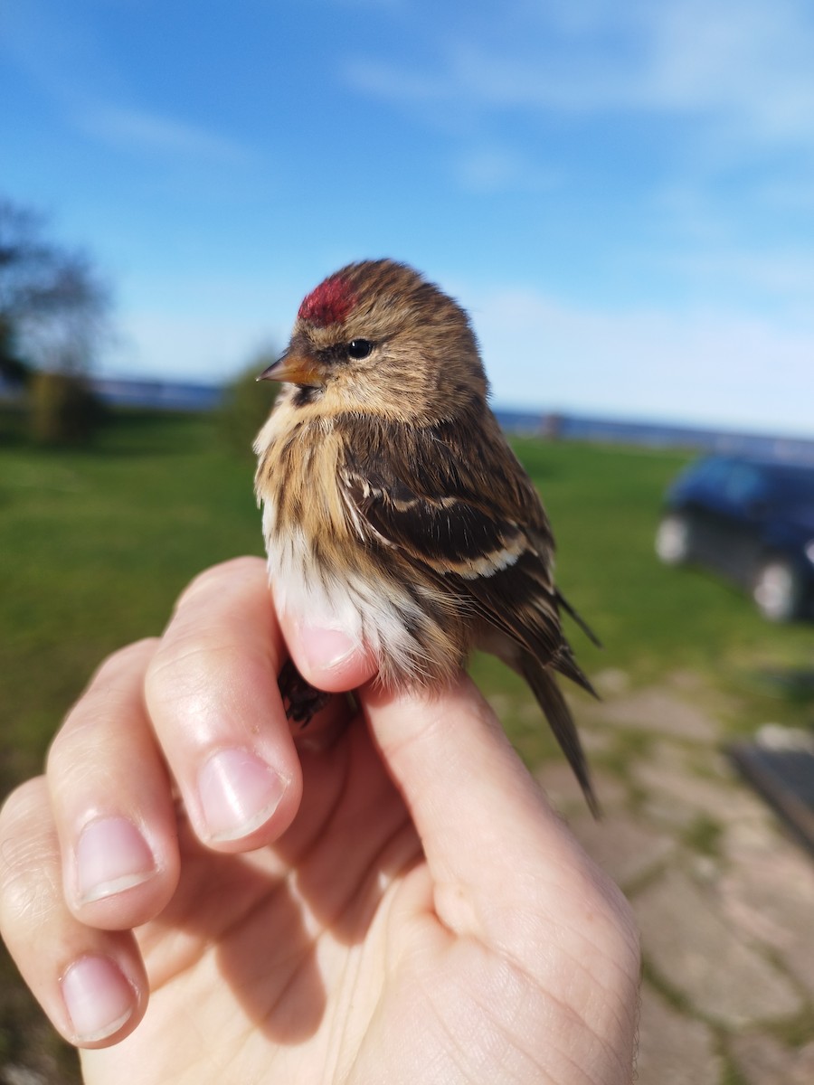 Pardillo Sizerín (alpino) - ML646114599