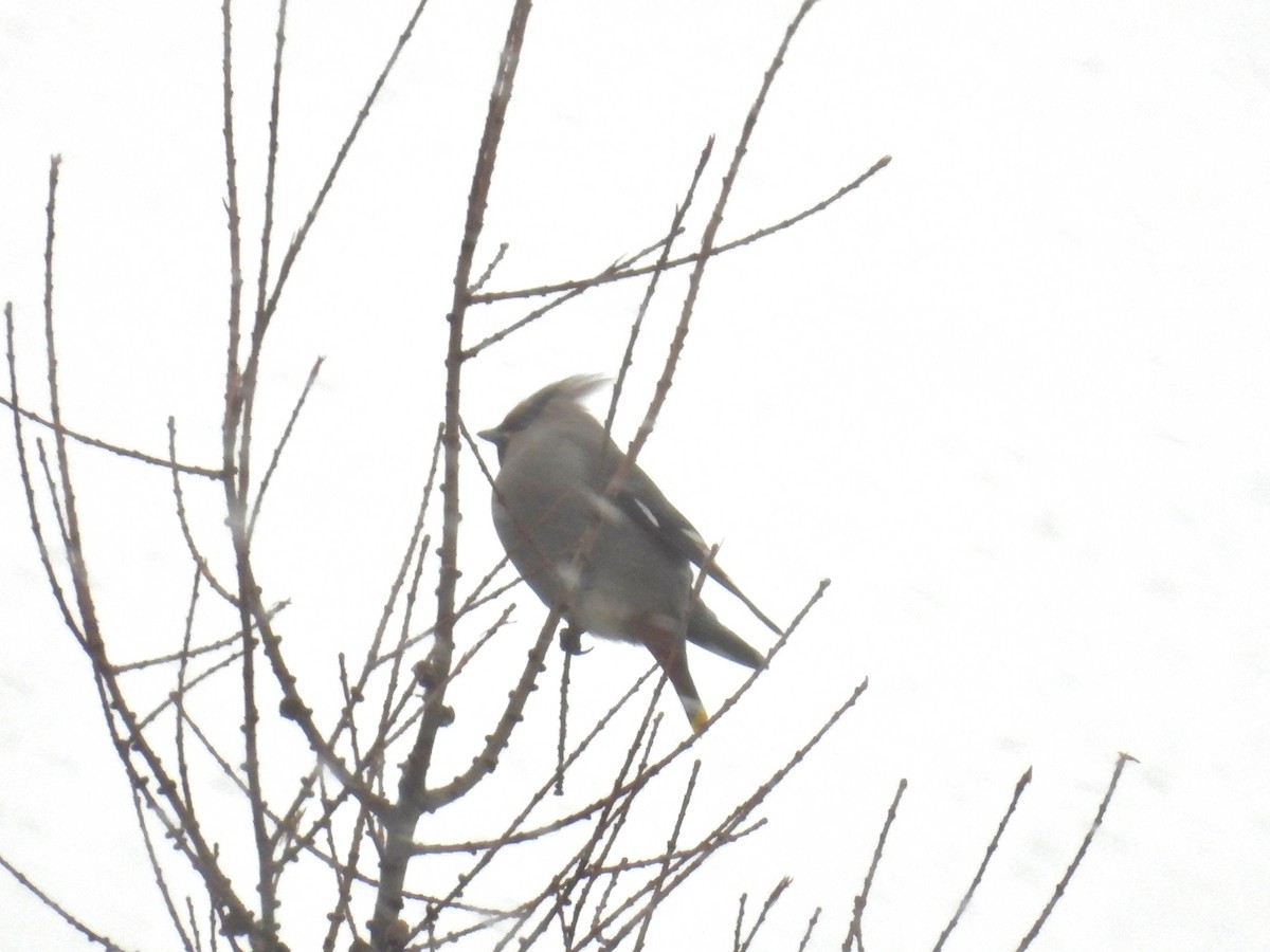 Ampelis Europeo - ML646114606