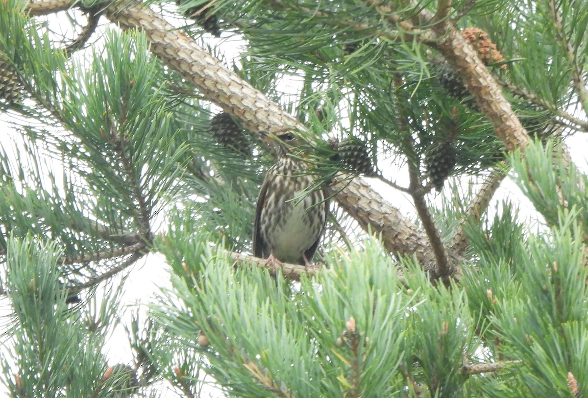 Redwing - ML646114610