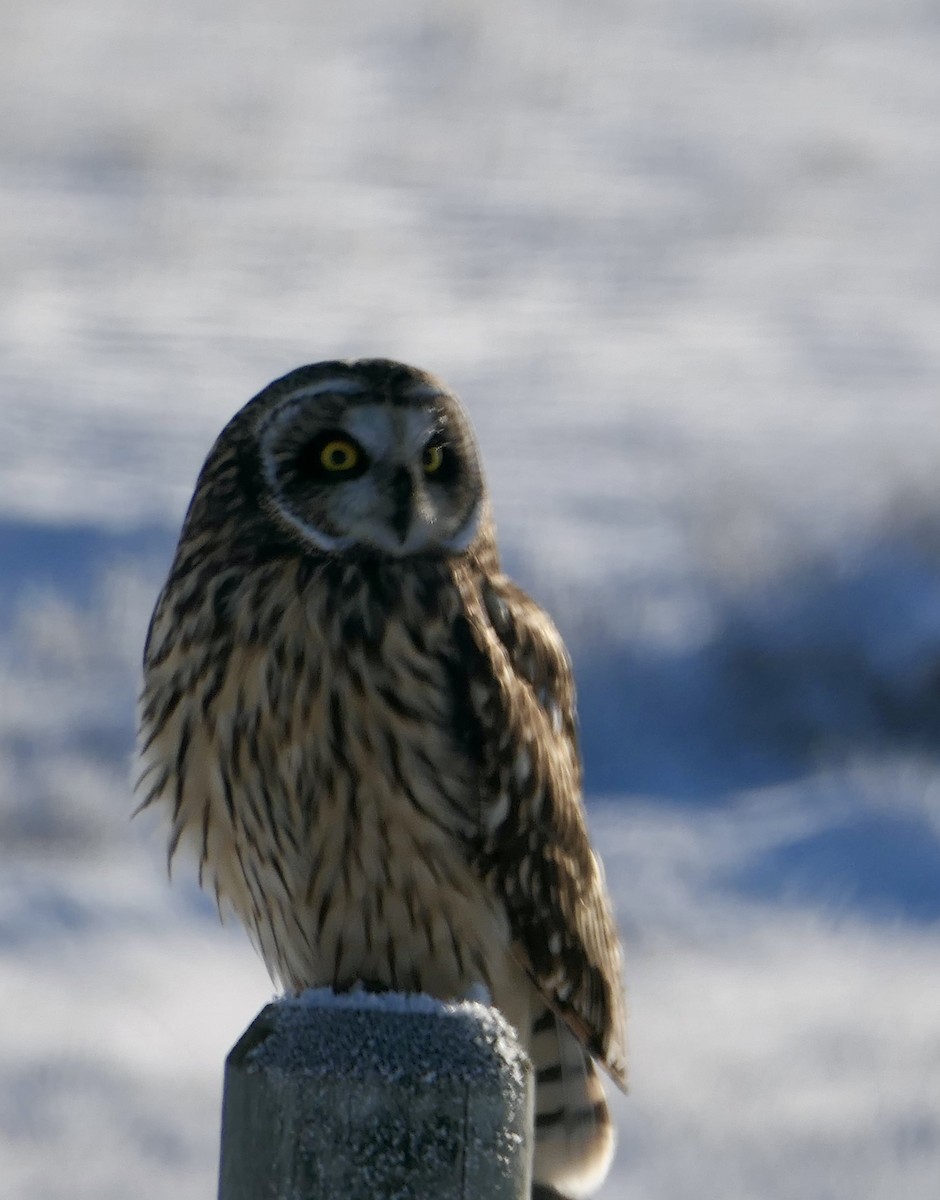 Zingira-hontza - ML646114615