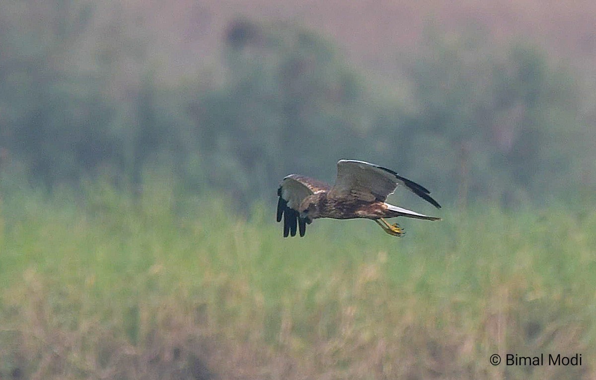 moták pochop - ML646114617