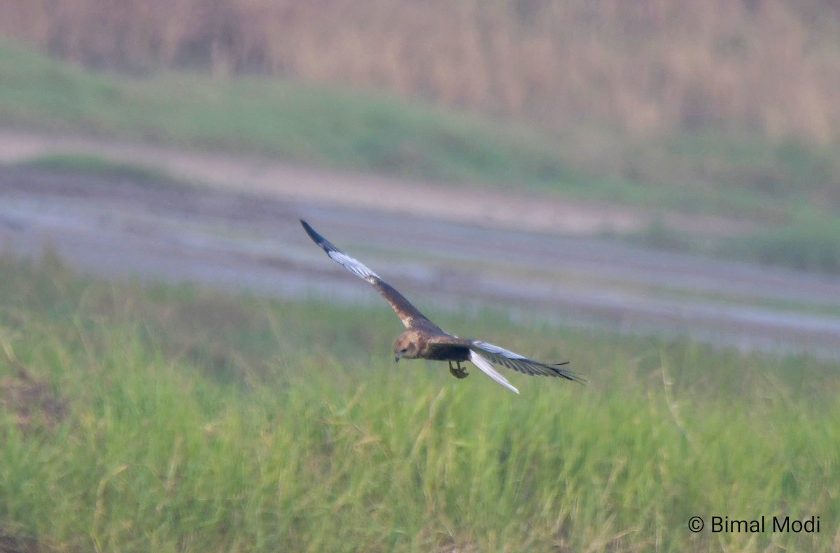 moták pochop - ML646114618