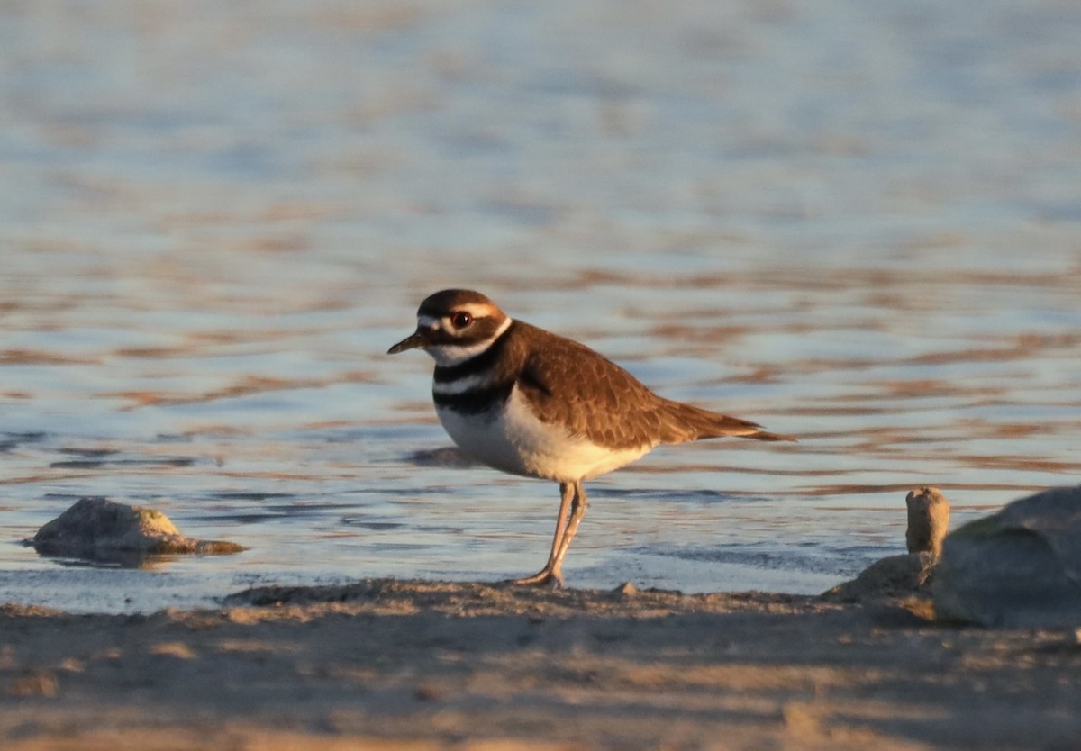 Killdeer - ML646114619