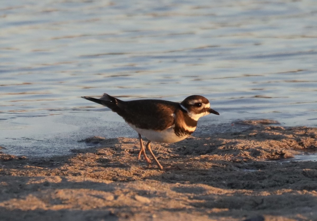 Killdeer - ML646114620