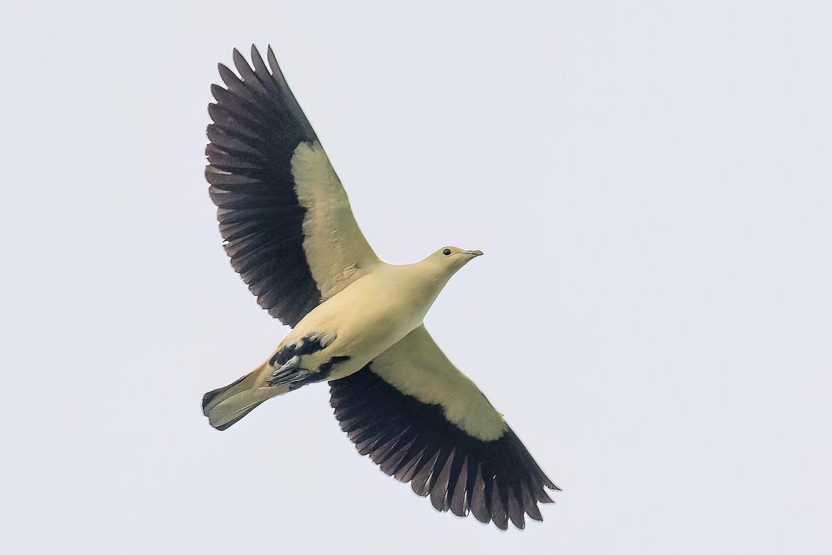 セレベスソデグロバト - ML646114621