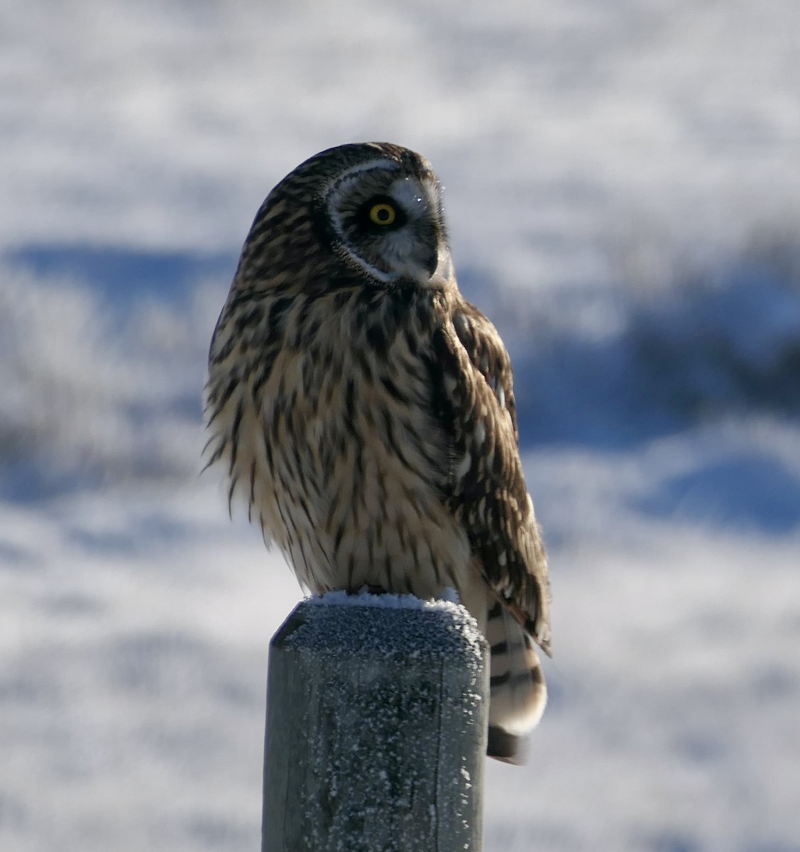 Zingira-hontza - ML646114623