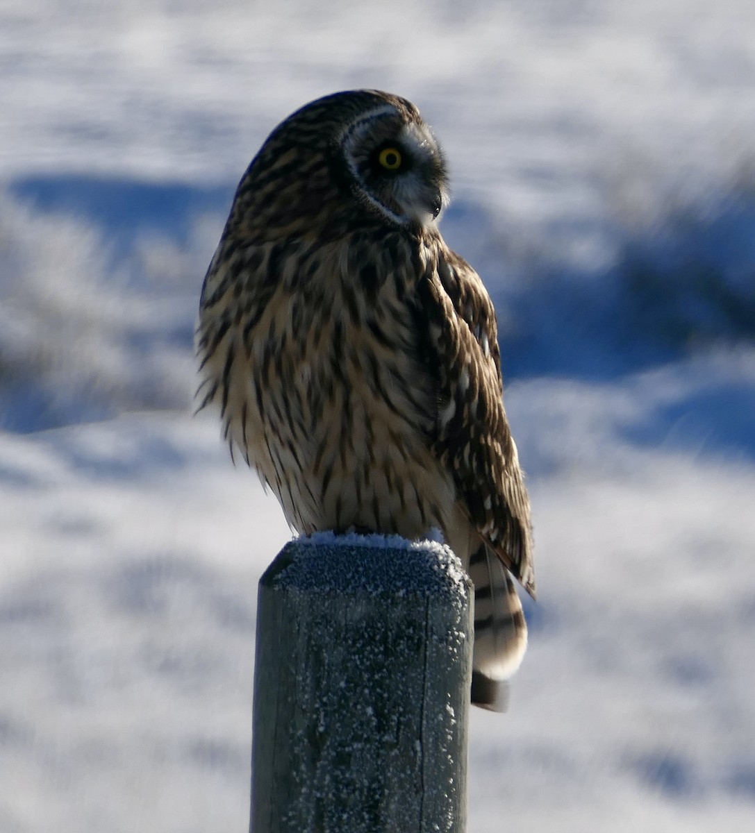 Zingira-hontza - ML646114624