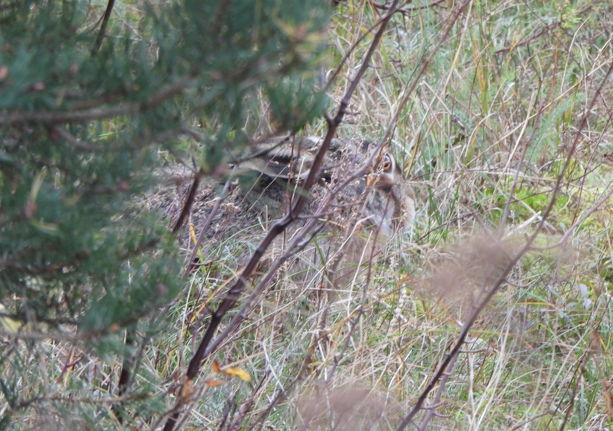 Brown Hare - ML646114625