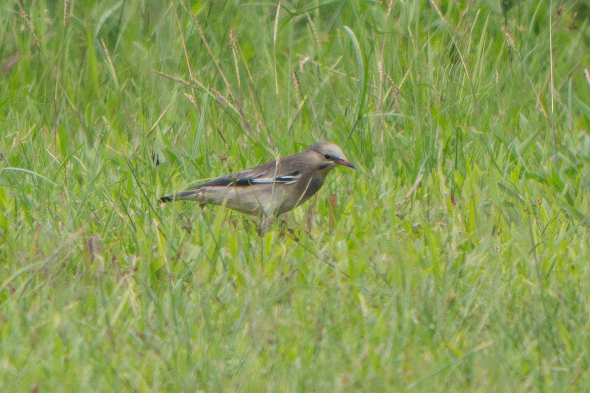 Шпак червонодзьобий - ML646114626