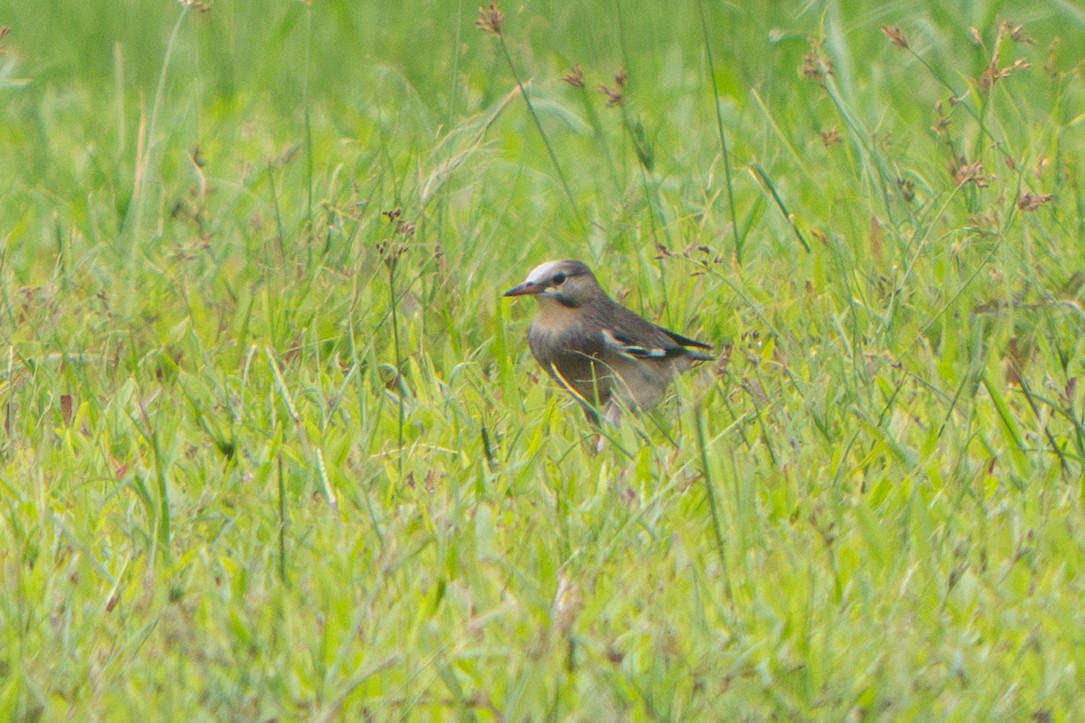 Шпак червонодзьобий - ML646114627