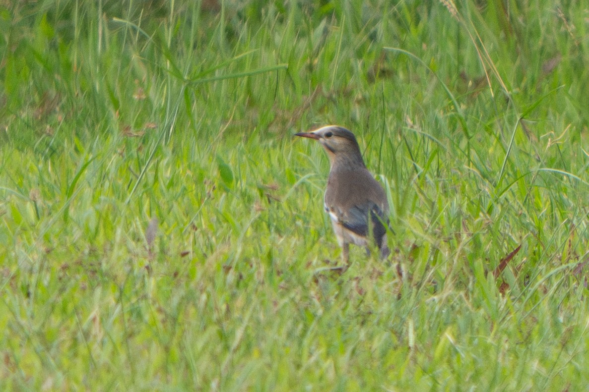 Шпак червонодзьобий - ML646114628