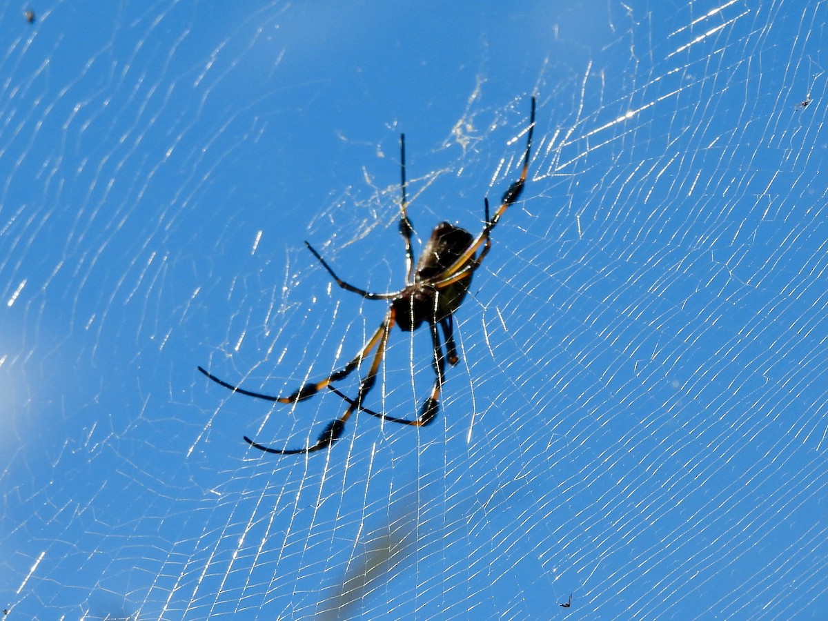 Golden Silk Spider - ML646114629