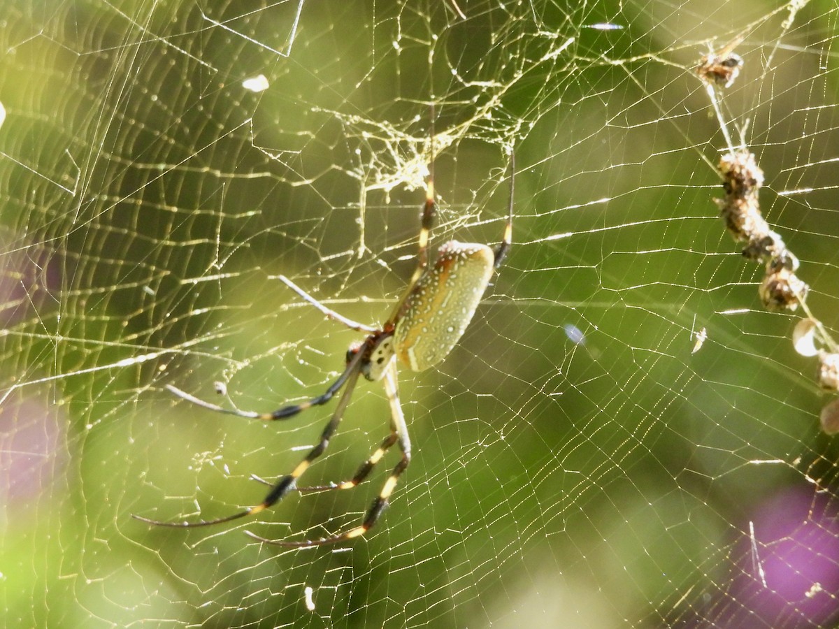 Golden Silk Spider - ML646114630