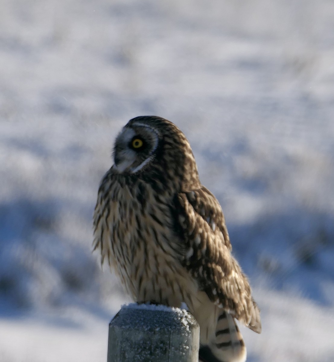 Zingira-hontza - ML646114634