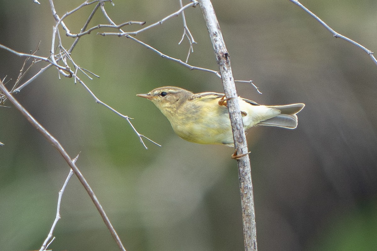 Willow Warbler - ML646114638