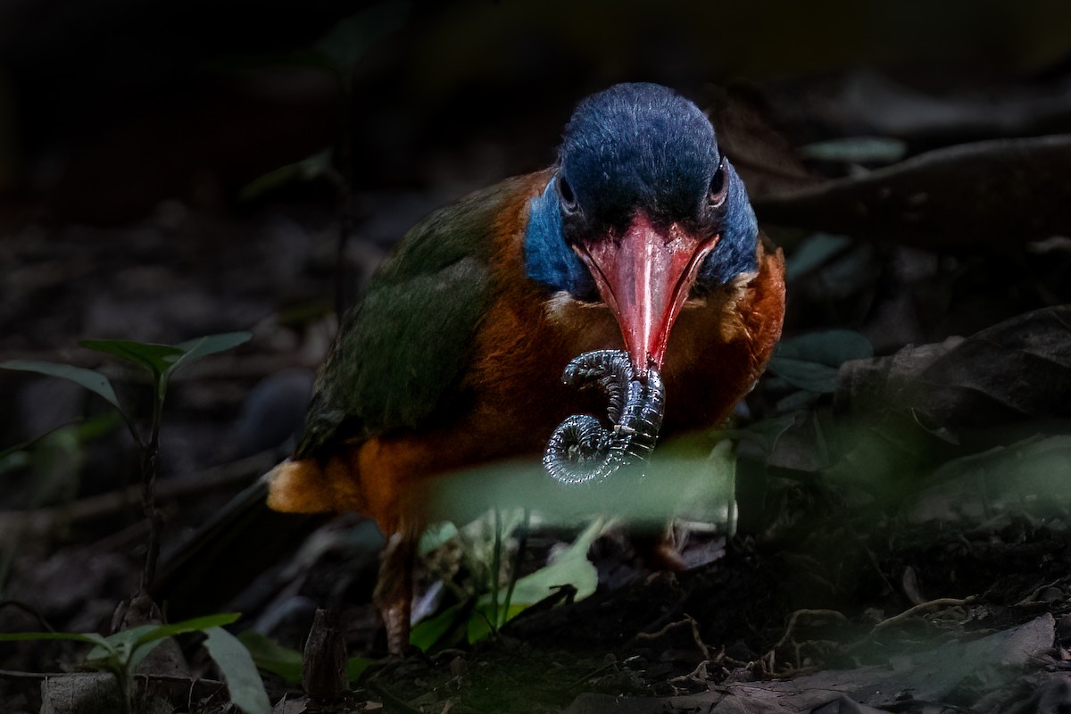 チャバラショウビン - ML646114639