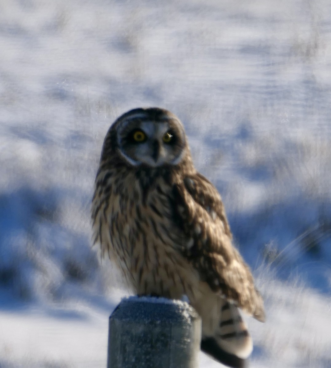 Zingira-hontza - ML646114641