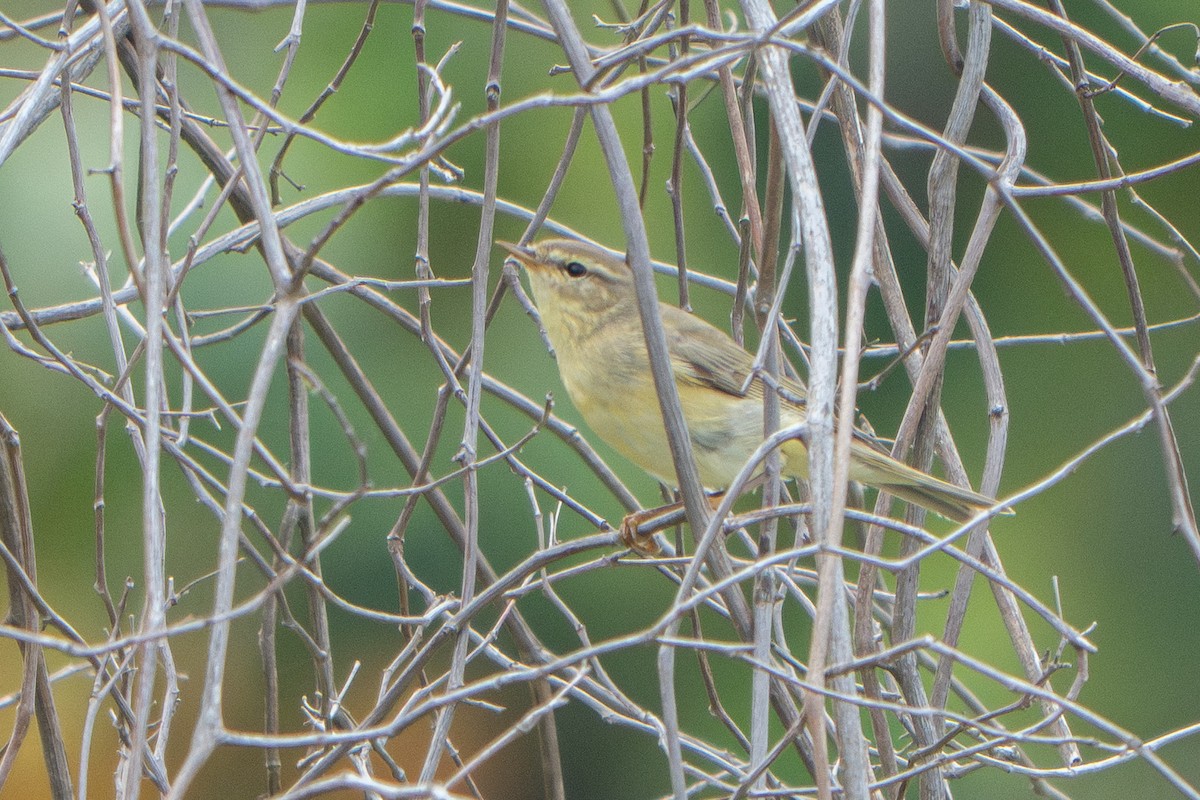 Willow Warbler - ML646114642