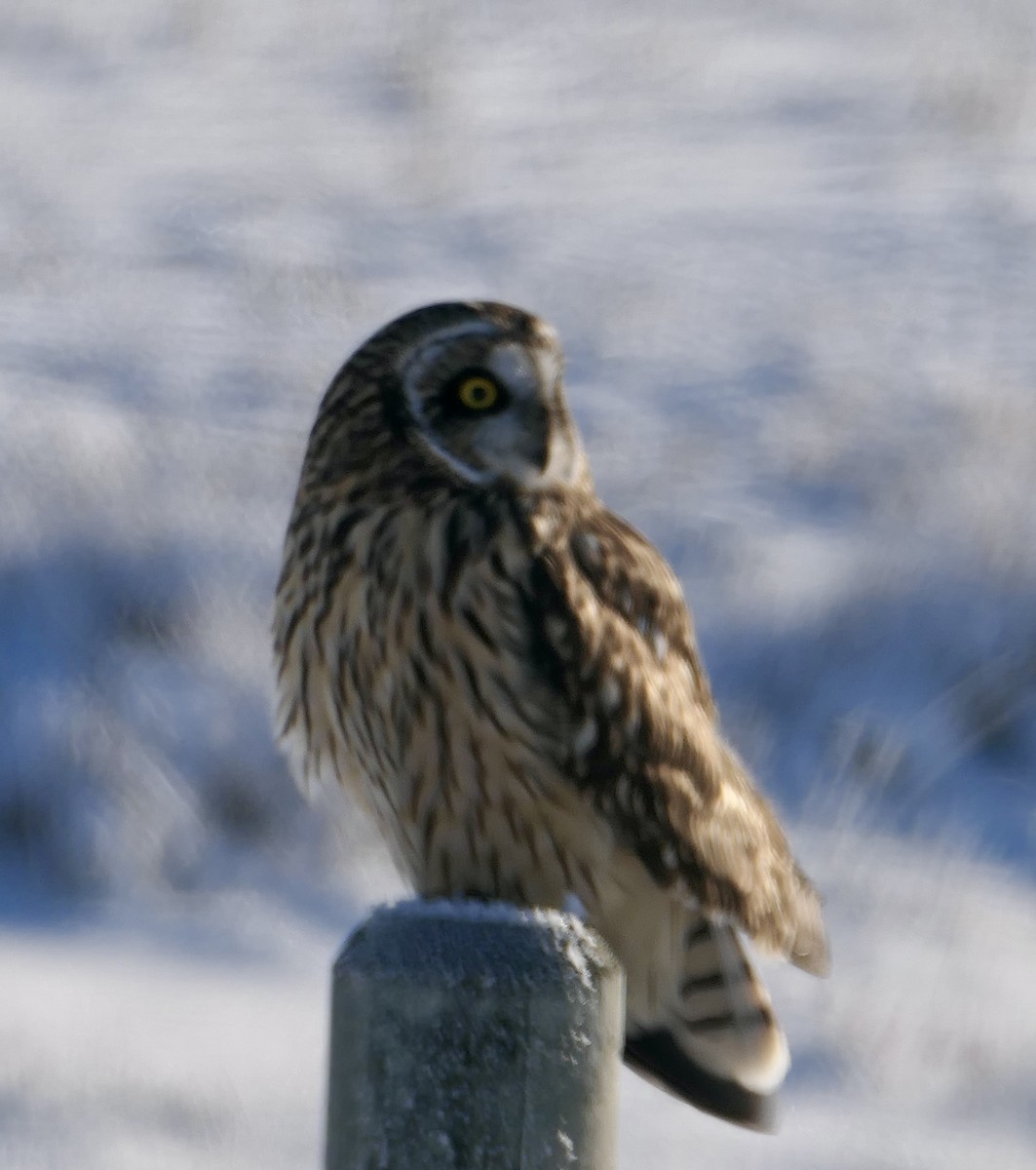 Zingira-hontza - ML646114646