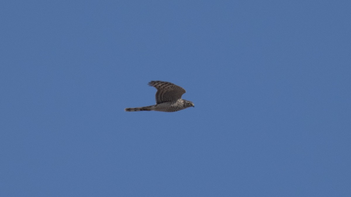 Eurasian Sparrowhawk - ML646114650