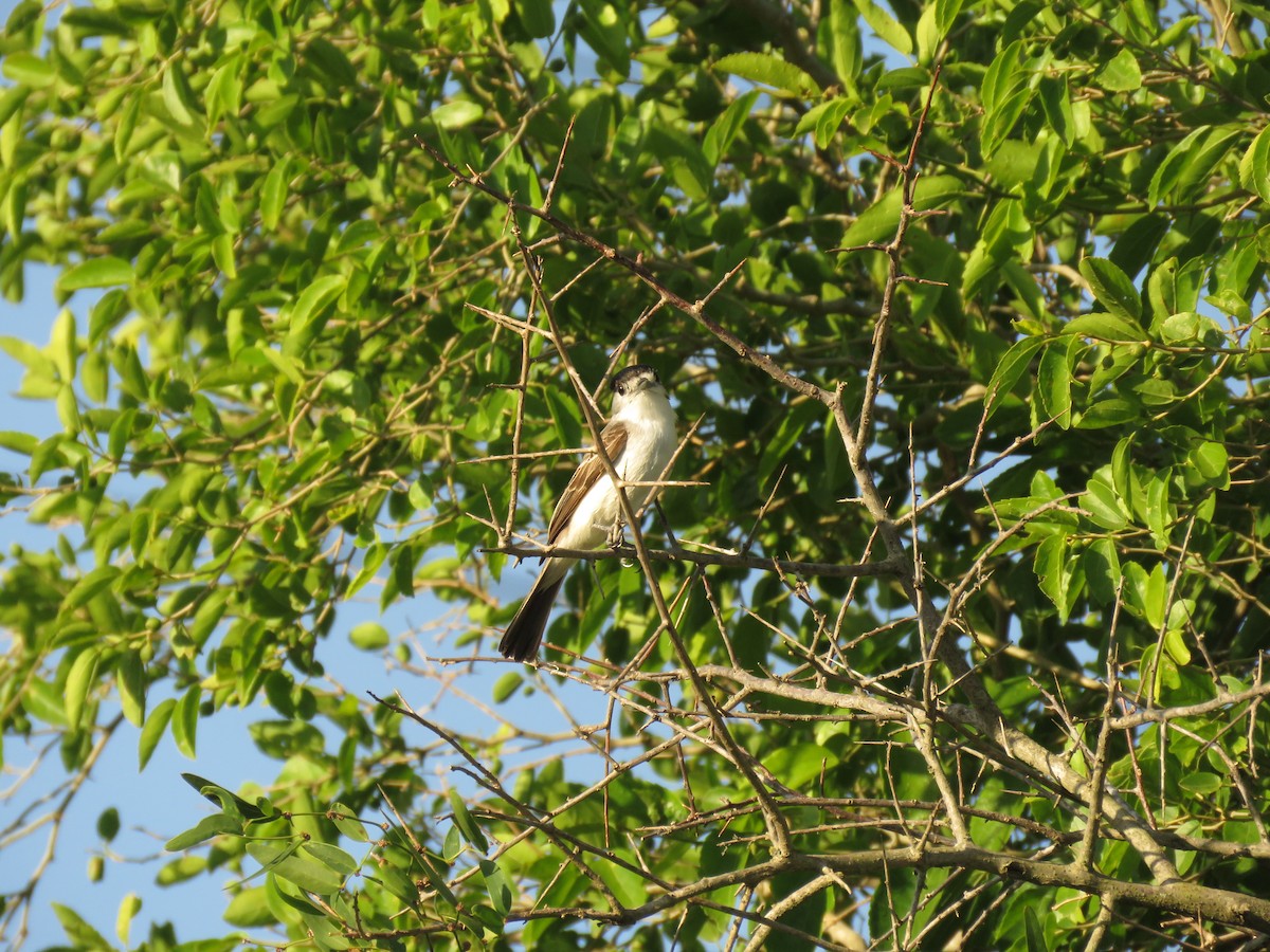 White-naped Xenopsaris - ML646114651