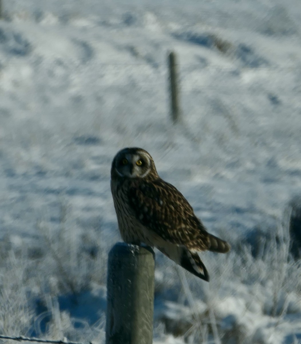 Zingira-hontza - ML646114652