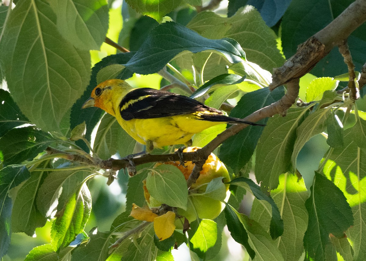 Western Tanager - ML646114654