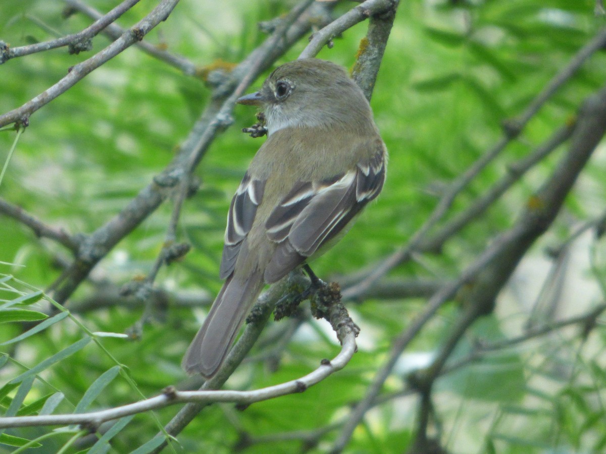 Least Flycatcher - ML646114656