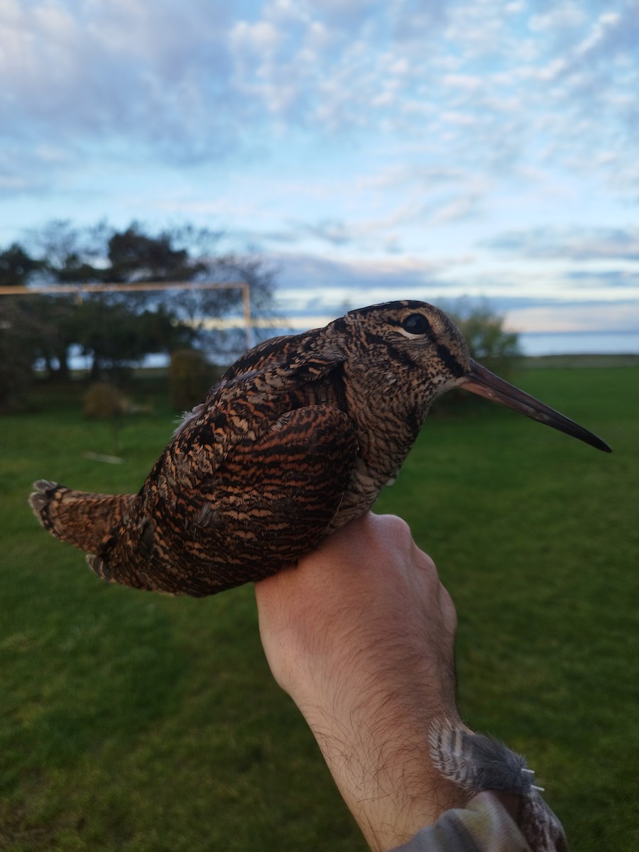 Chocha Perdiz - ML646114657