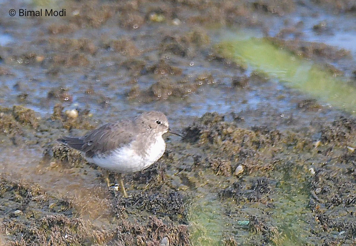 jespák šedý - ML646114658