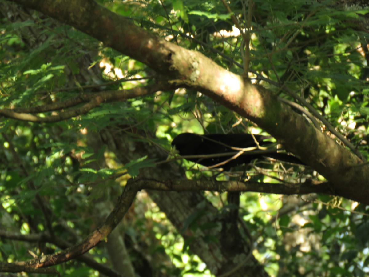 Solitary Black Cacique - ML646114660