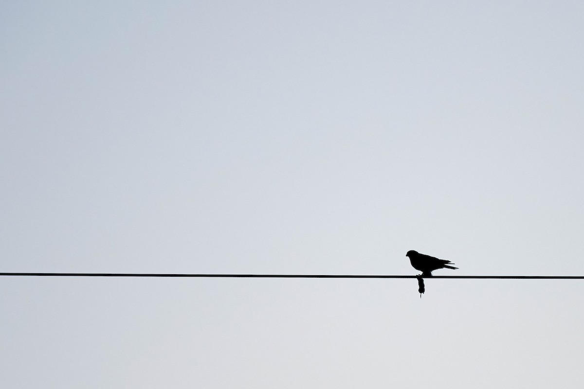 Eurasian Kestrel - ML646114663