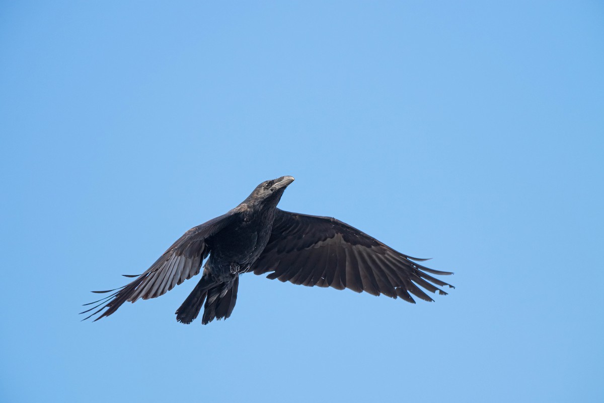 Common Raven - ML646114668