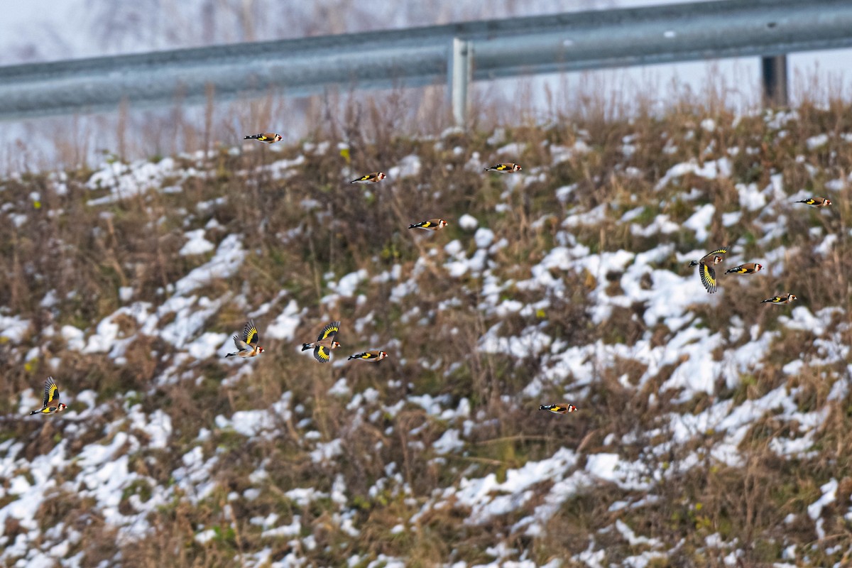 European Goldfinch - ML646114684