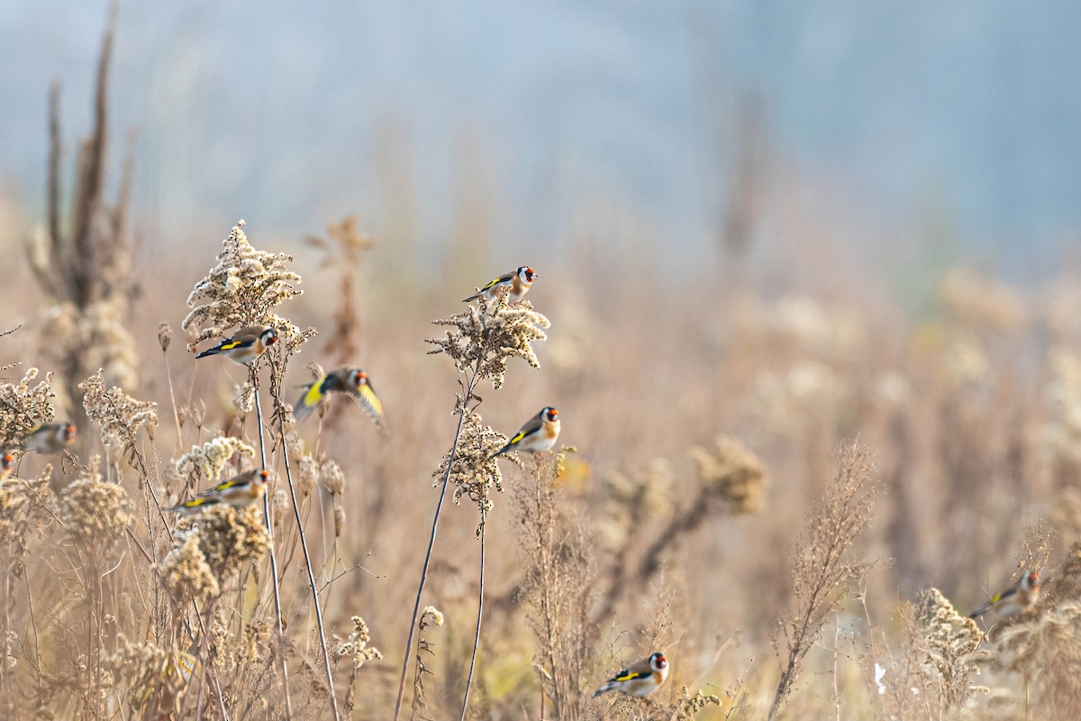 European Goldfinch - ML646114685