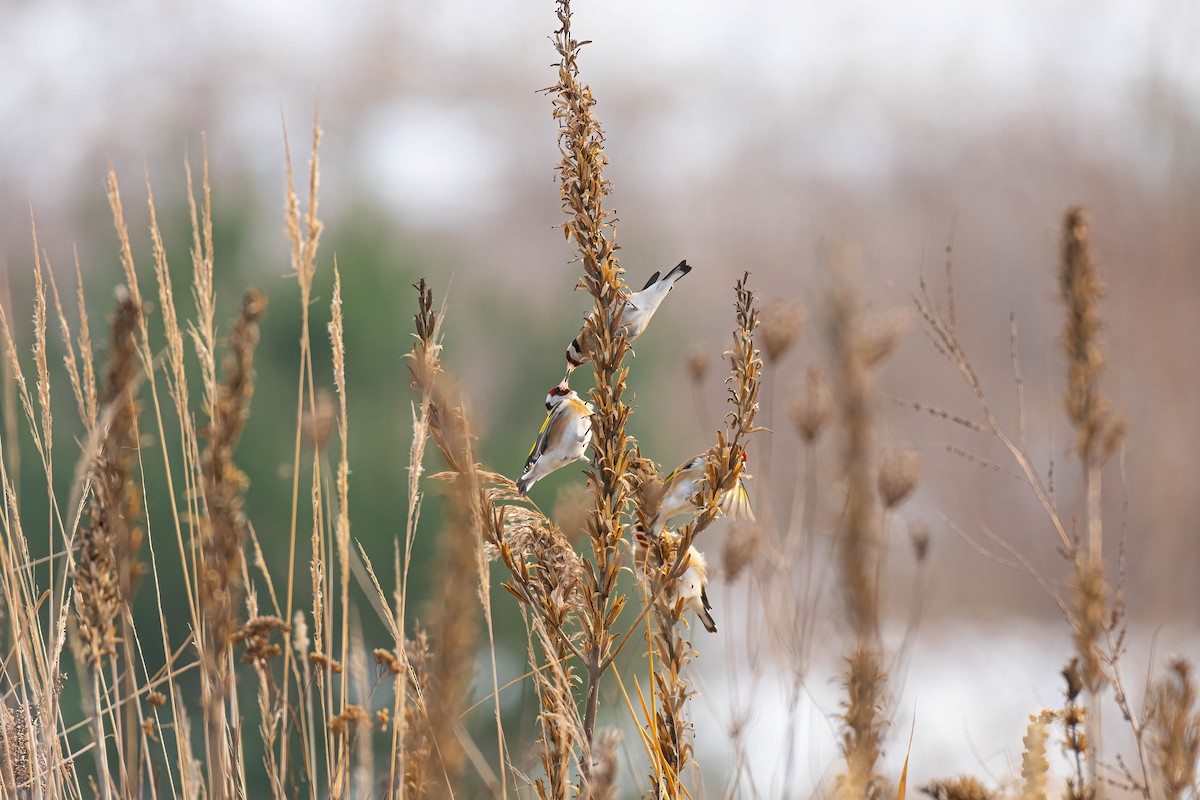 European Goldfinch - ML646114686