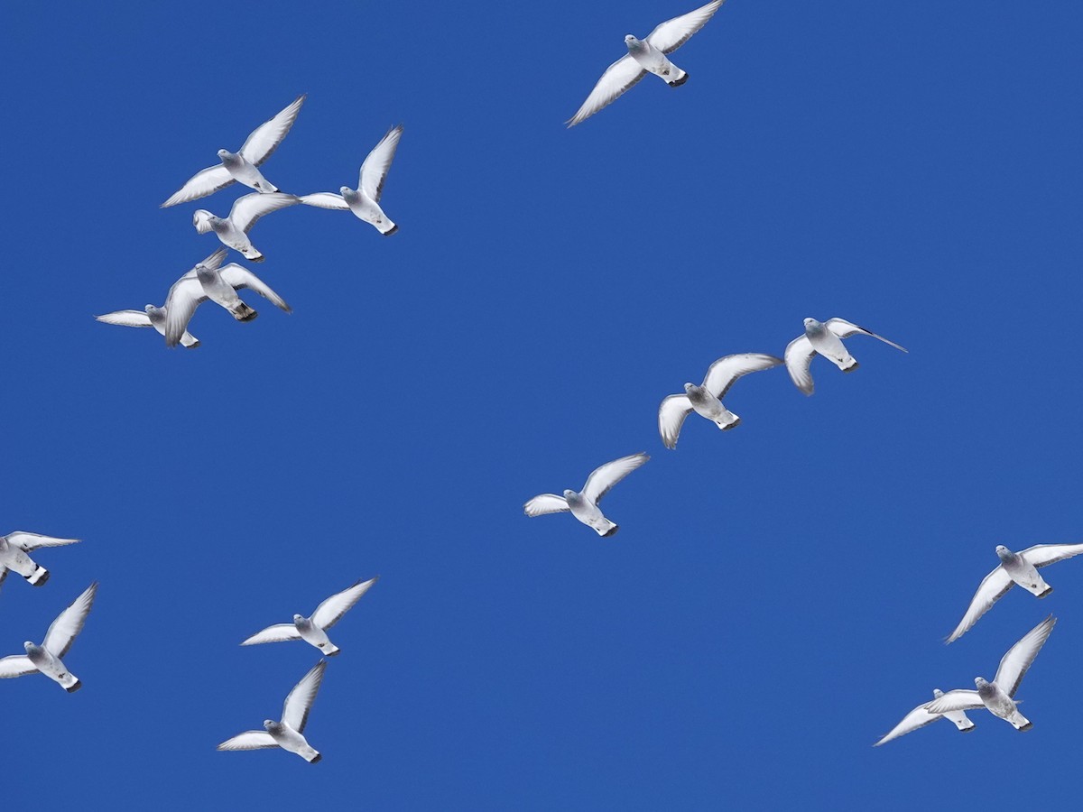 Rock Pigeon (Feral Pigeon) - ML646114687