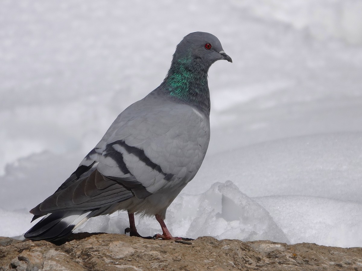Rock Pigeon (Feral Pigeon) - ML646114688