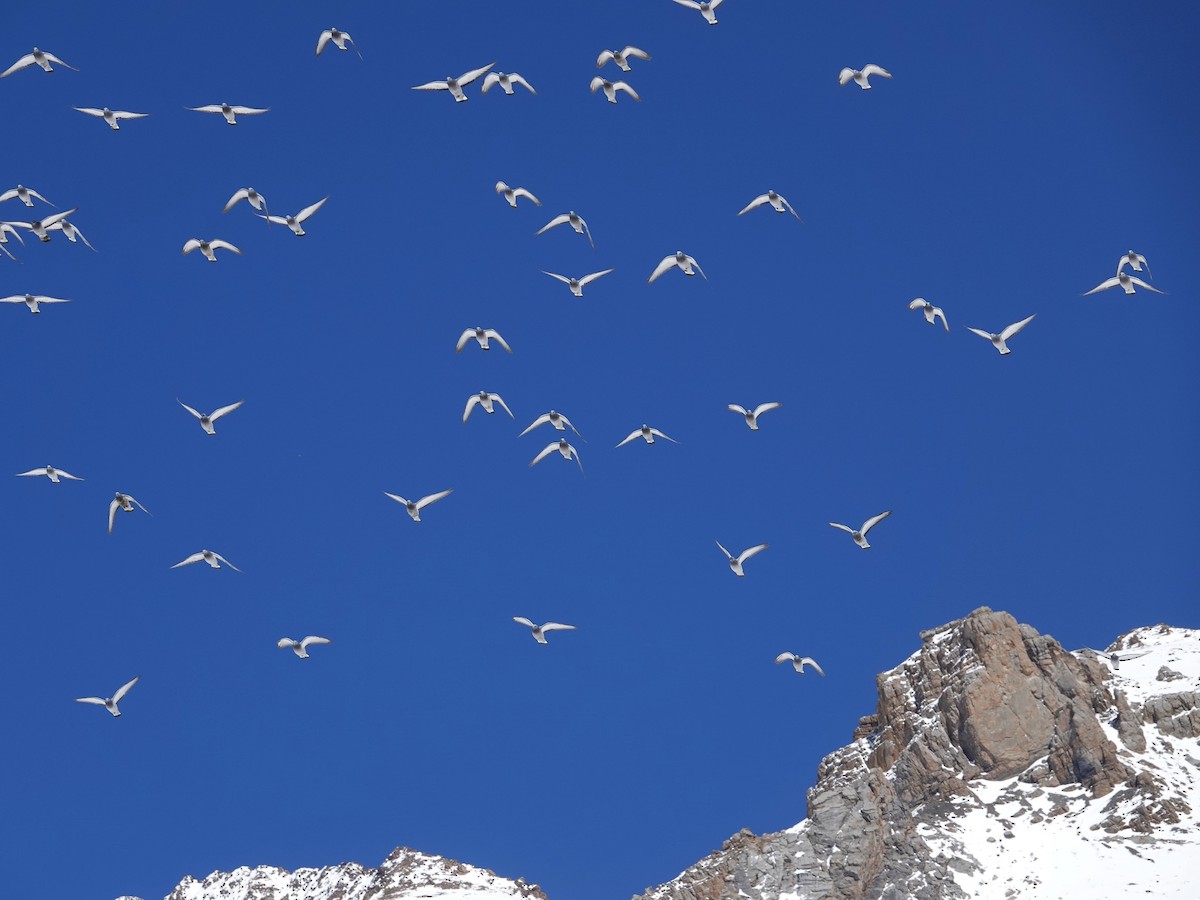 Rock Pigeon (Feral Pigeon) - ML646114689