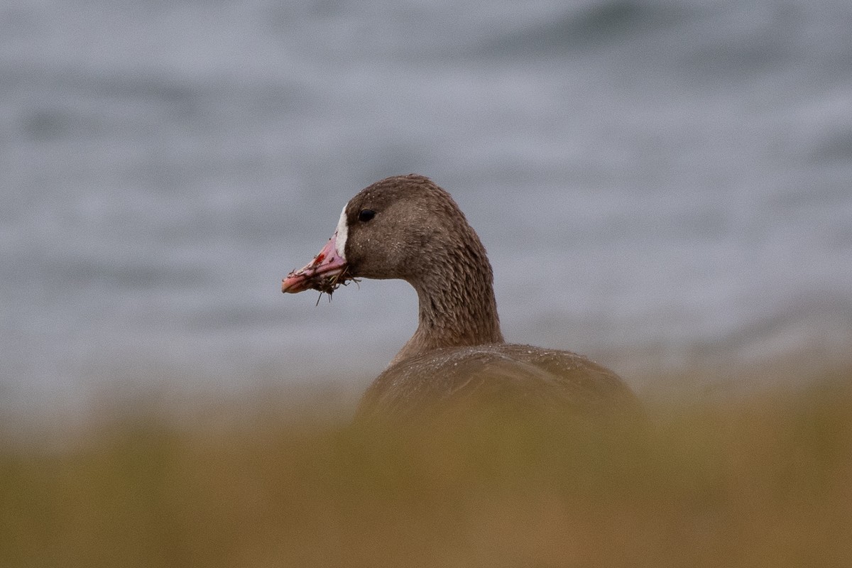 Greater White-fronted Goose - ML646114690