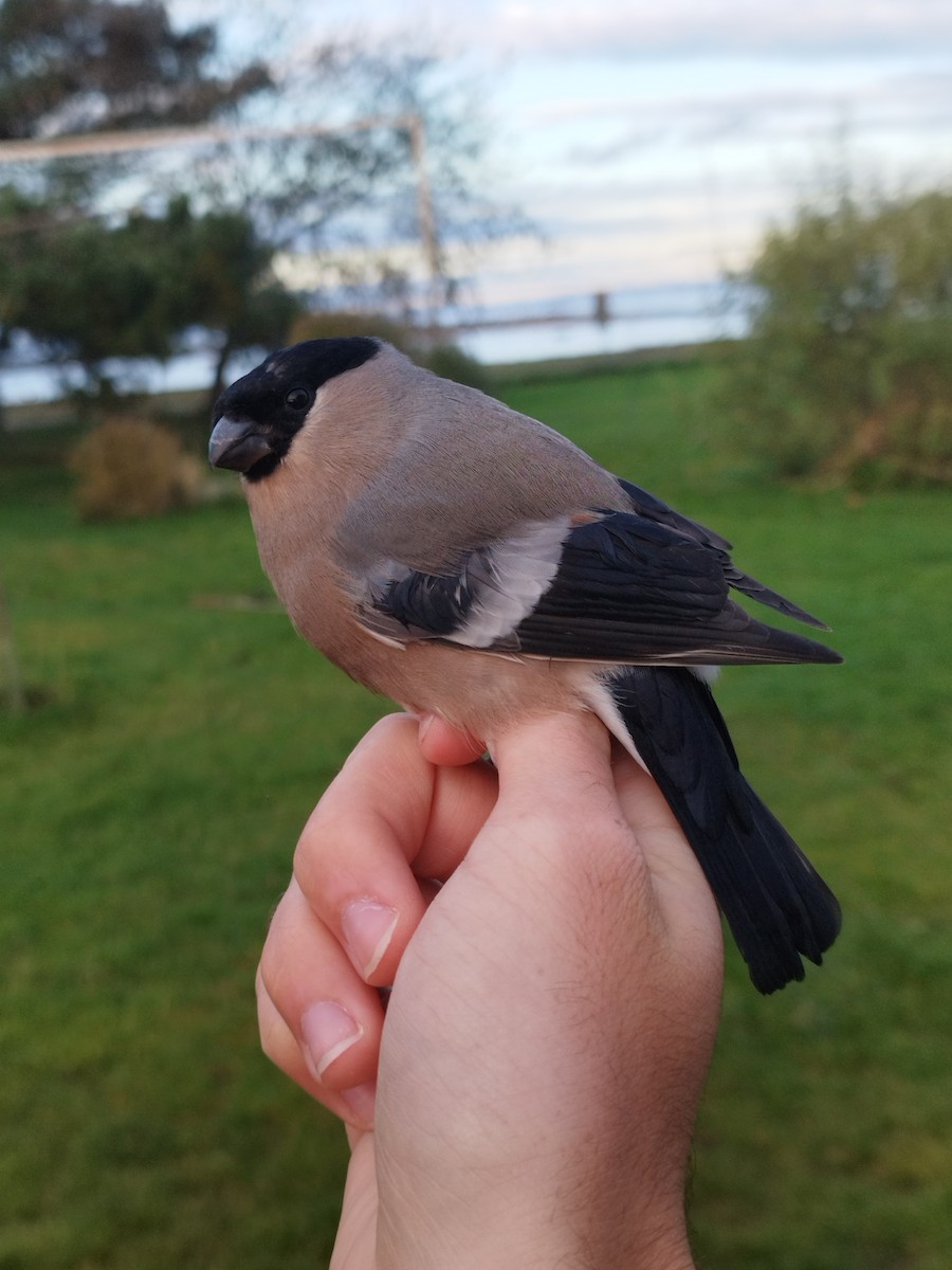 Eurasian Bullfinch - ML646114691