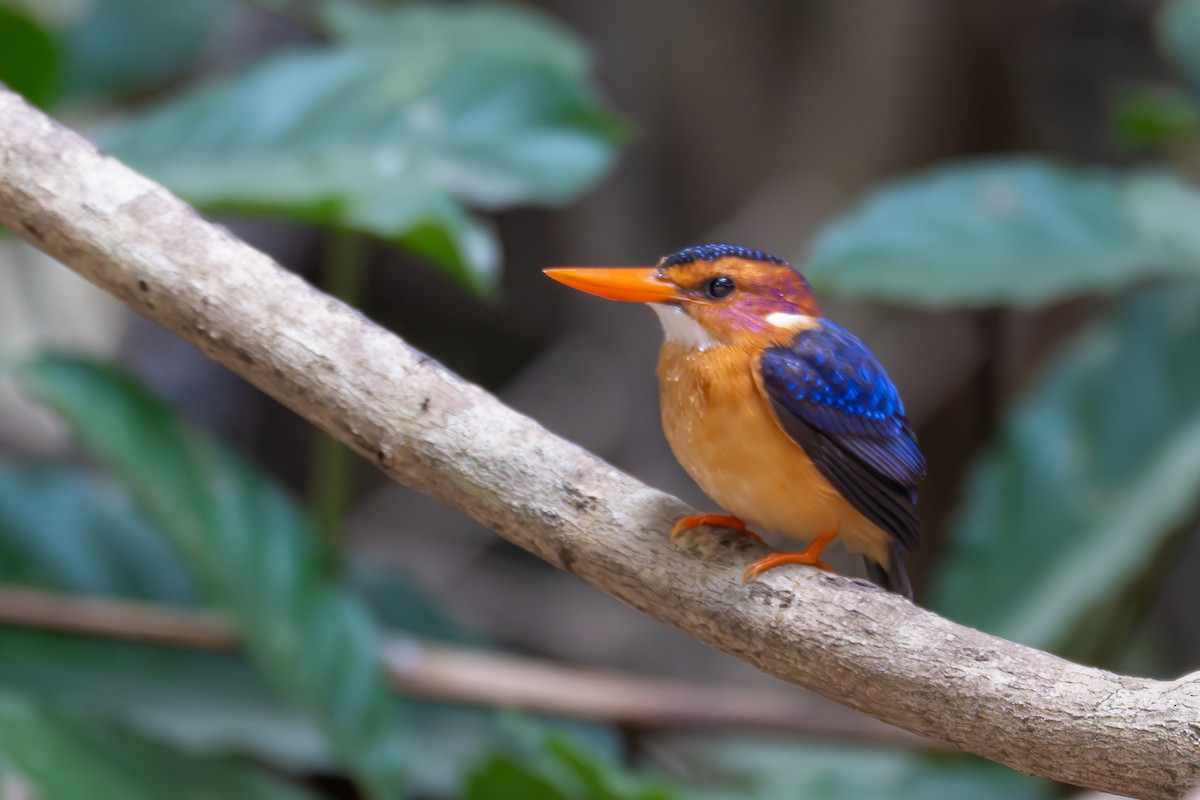 African Pygmy Kingfisher - ML646114692