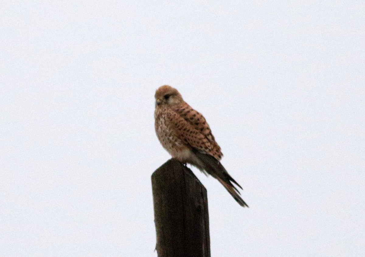 Eurasian Kestrel - ML646114693