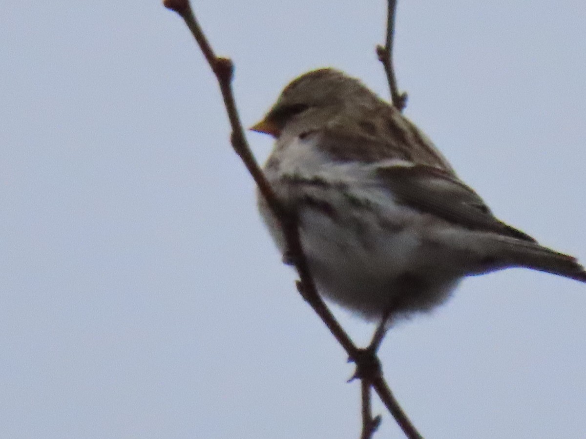 Redpoll (flammea) - ML646114694