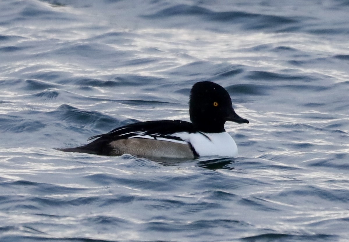Common Goldeneye x Hooded Merganser (hybrid) - ML646114695