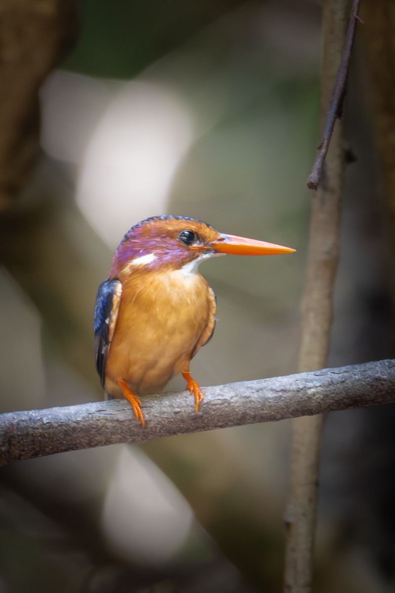 African Pygmy Kingfisher - ML646114696