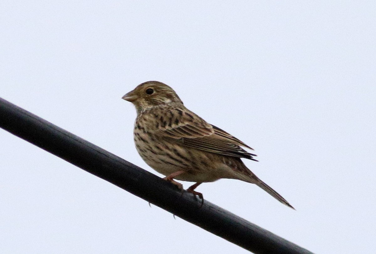 Corn Bunting - ML646114698