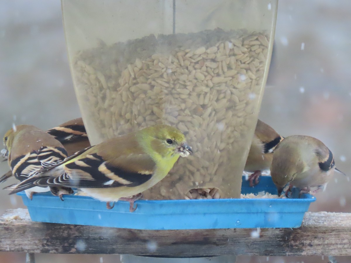 American Goldfinch - ML646114699