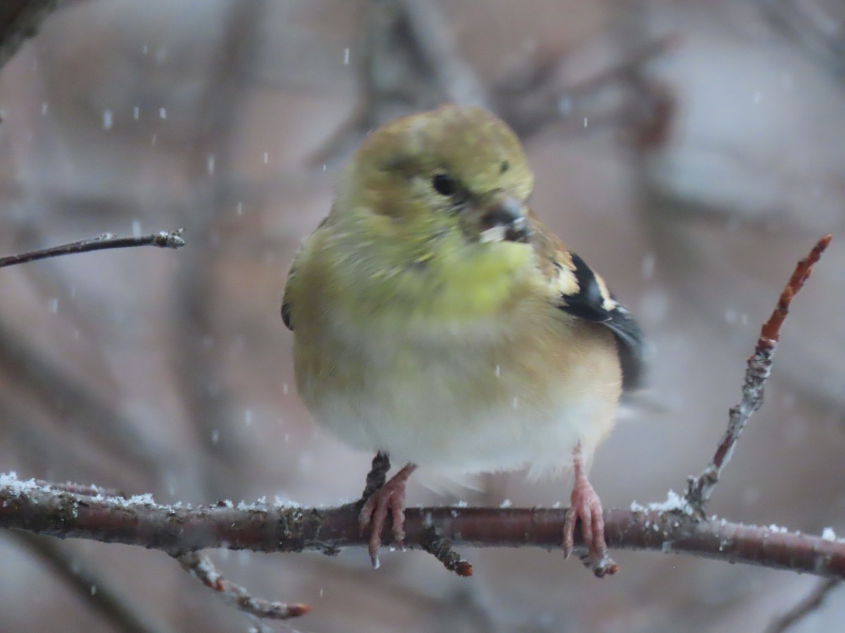 American Goldfinch - ML646114700