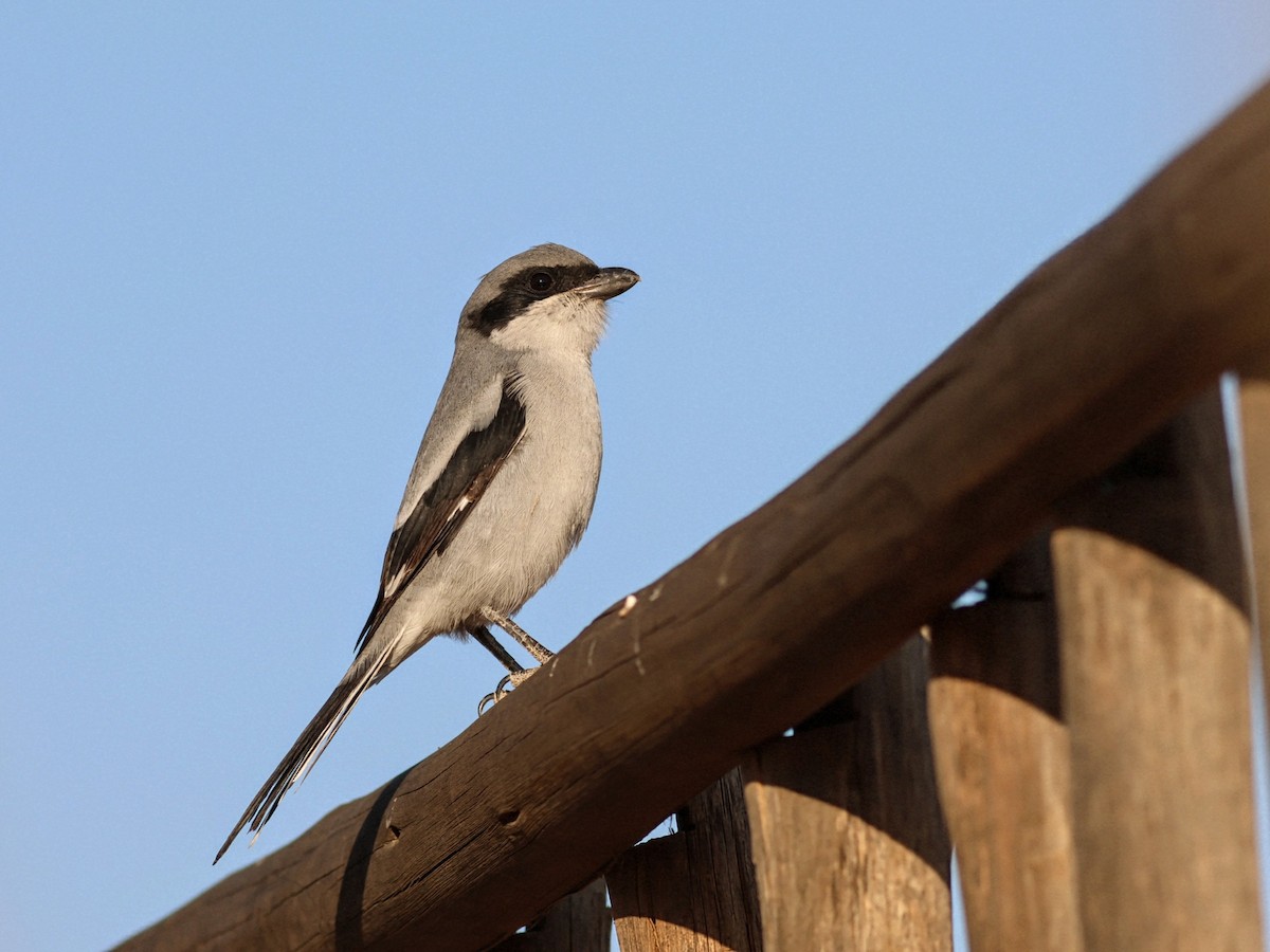 Great Gray Shrike - ML646114701
